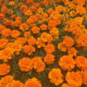 Meet your Posher, Marnie